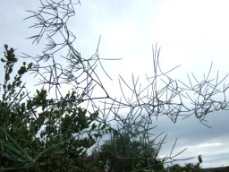 Bowiea volubilis subsp. volubilis, the climbing lily