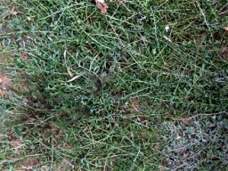Curio radicans covering its patch