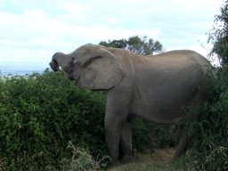 Elephant eating