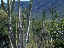 Euphorbia caerulescens growing tall