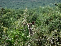 Kudu cow