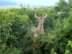 Kudu bull