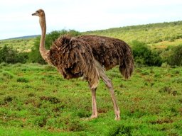 Female ostrich swallowing
