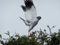 Pale chanting goshawk