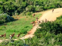 Red hartebeest travelling by road in Addo