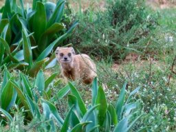 Yellow mongoose
