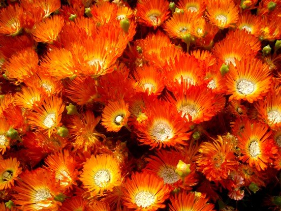 Drosanthemum speciosum in October