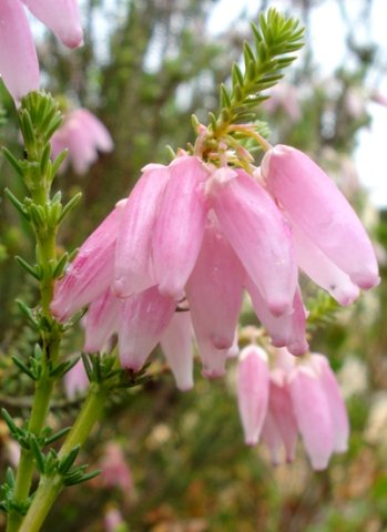 Erica baueri pale pink