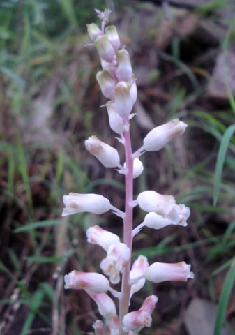 Lachenalia rosea hardly rose-coloured