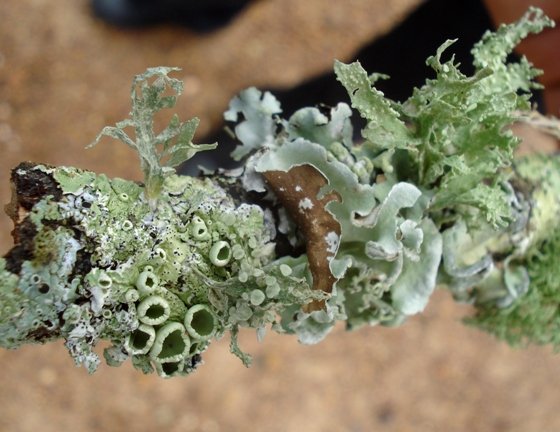 Liverwort on a Caledon tree