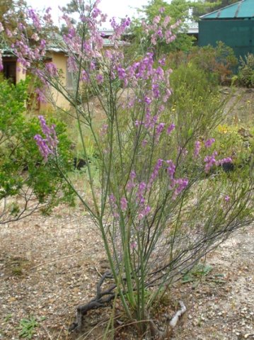 Polygala virgata multistemmed
