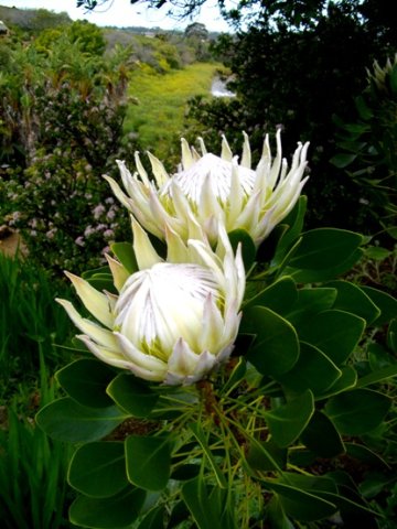 Protea cynaroides near white flowerheads