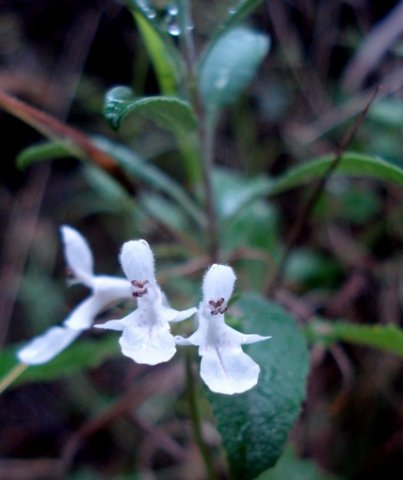 Stachys aethiopica living near Caledon