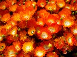 Drosanthemum speciosum in October
