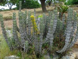 Euphorbia caerulescens wider than tall