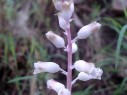 Lachenalia rosea hardly rose-coloured