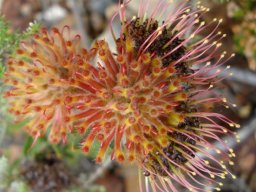 Leucospermum truncatulum changing colour and texture