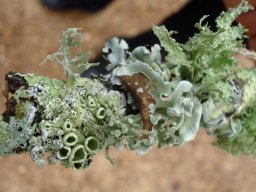 Liverwort on a Caledon tree