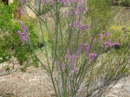 Polygala virgata multistemmed
