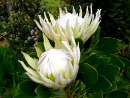 Protea cynaroides near white flowerheads