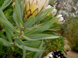 Protea neriifolia at Caledon