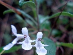 Stachys aethiopica living near Caledon