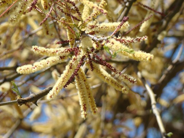 Senegalia galpinii