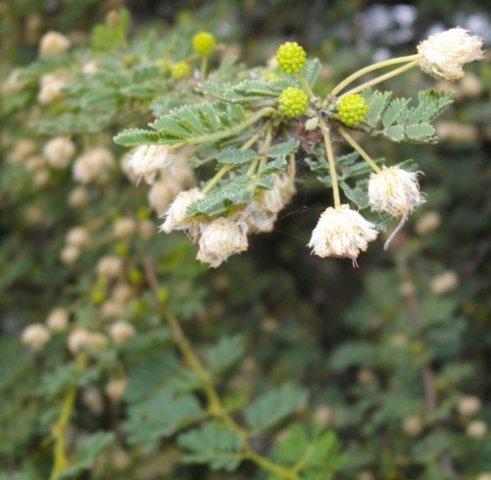 Vachellia tortilis subsp. heteracantha