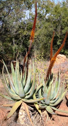 Aloe castanea