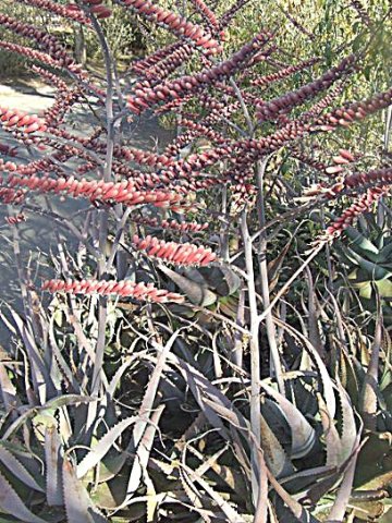 Aloe globuligemma