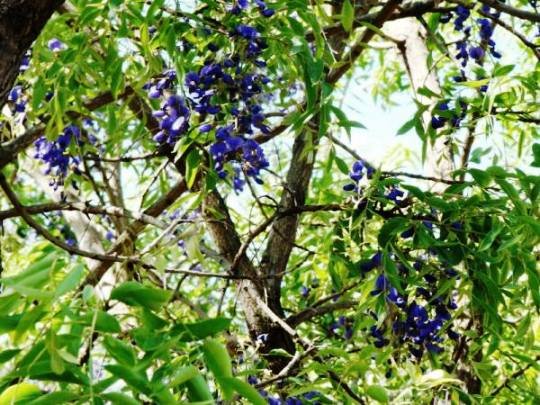 Bolusanthus speciosus flowers