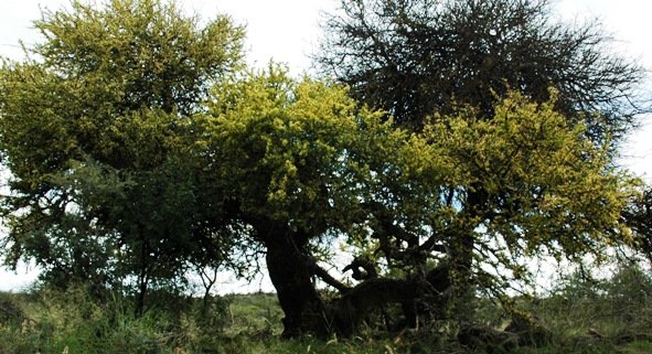Boscia albitrunca