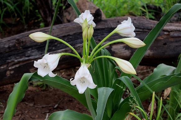Crinum macowanii