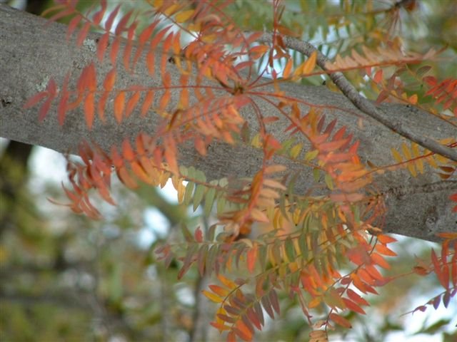 Kirkia wilmsii autumn leaves