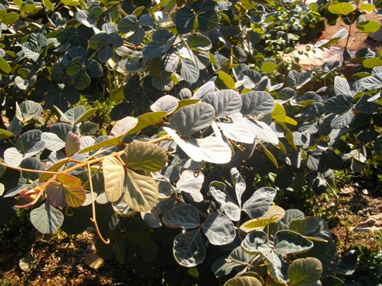 Rhoicissus sekhukhuniensis