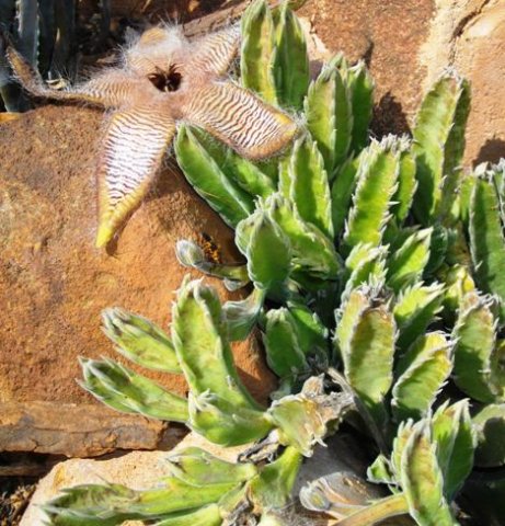 Stapelia gettliffei