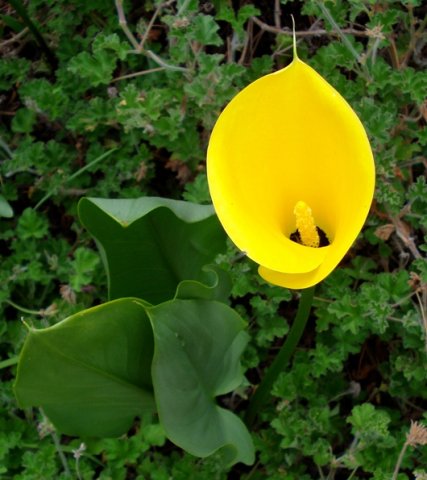 Zantedeschia pentlandii
