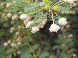 Vachellia tortilis subsp. heteracantha