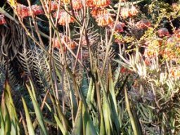 Aloe cryptopoda