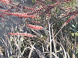 Aloe globuligemma