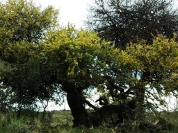 Boscia albitrunca