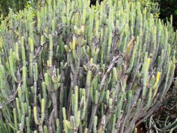 Euphorbia schinzii