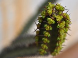 Euphorbia sekukuniensis cyathia at a stem tip
