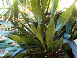 Sansevieria hyacinthoides