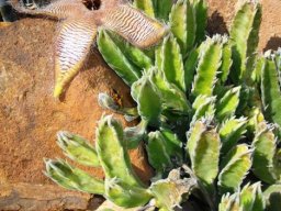 Stapelia gettliffei