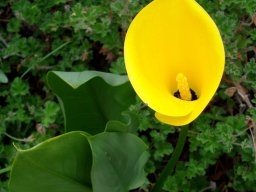 Zantedeschia pentlandii