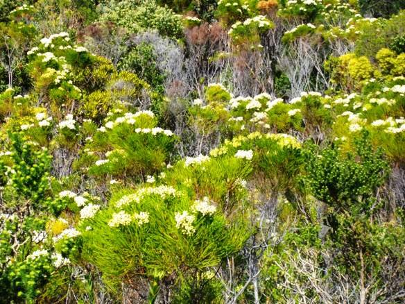 Berzelia in flower at Fernkloof