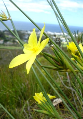 Bobartia indica