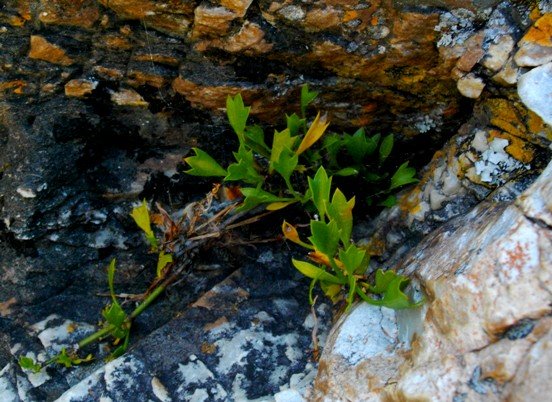 Centella triloba, varkoortjies