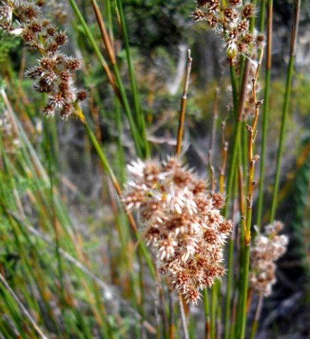 Ceratocaryum argenteum male plant